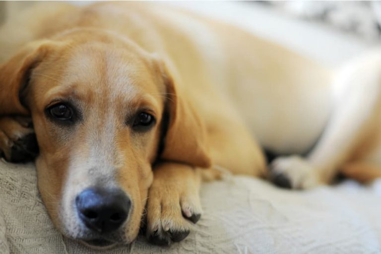 Hard Crusty Bumps On Dog