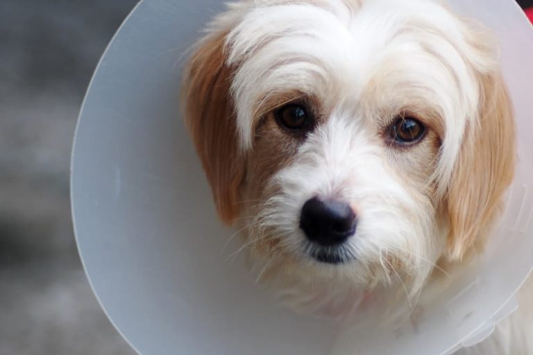 Scabs on Dogs Types and Common Causes Great Pet Care