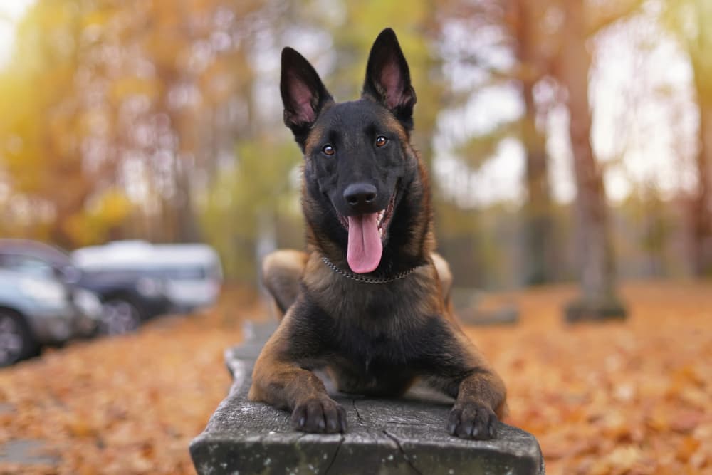 Adult Belgian Malinois laying down