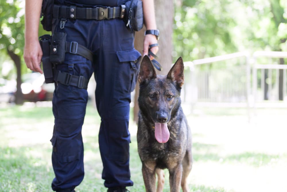 Belgian Malinois police dog