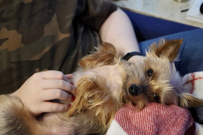 Aloe Vera for Dogs Benefits and Products to Try Great Pet Care