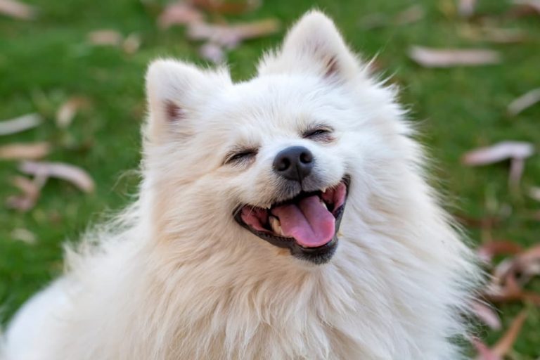 Aloe Vera for Dogs Benefits and Products to Try Great Pet Care