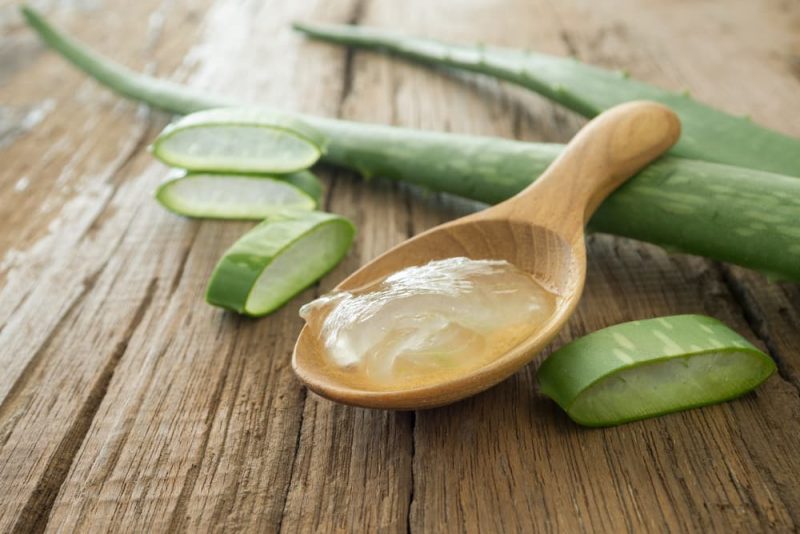 Aloe Vera for Dogs Benefits and Products to Try Great Pet Care