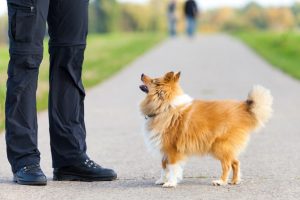 Black Dog Poop: What it Means Great Pet Care