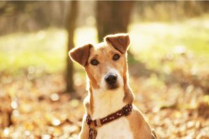 Black Dog Poop: What it Means Great Pet Care