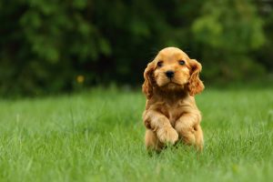Black Dog Poop: What it Means Great Pet Care