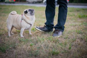 Black Dog Poop: What it Means Great Pet Care