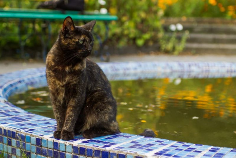 Can Cats Swim? Great Pet Care