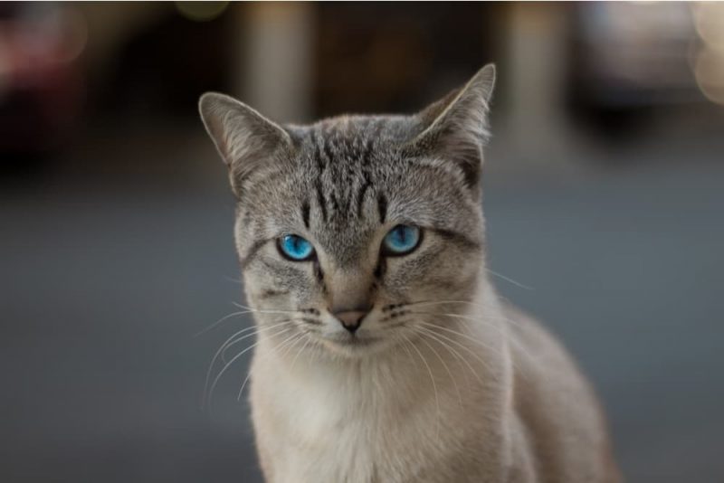 Can Cats Swim? Great Pet Care