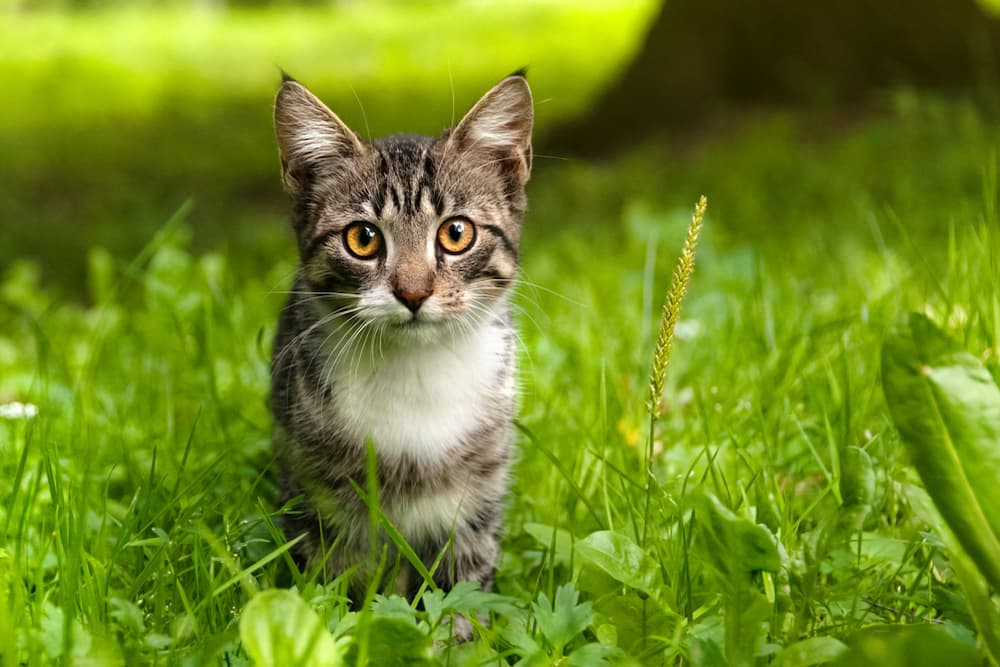 Cat standing in the grass