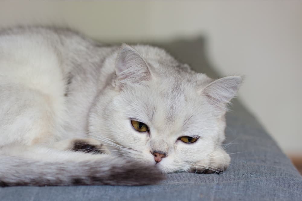 Cat sleeping on couch