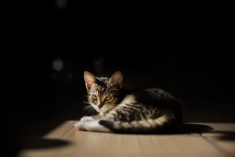 Can Cats See in the Dark? Great Pet Care