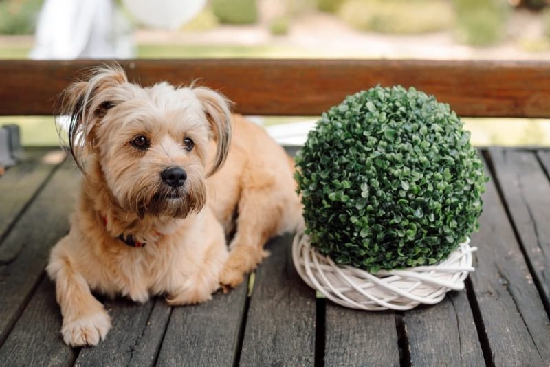 Is Citronella Safe for Dogs? Great Pet Care