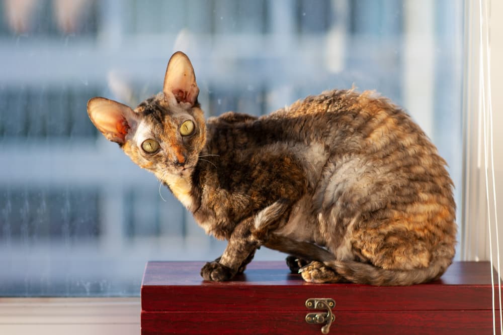 Cornish Rex curly haired cat breed