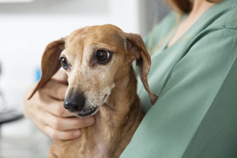 Dog Dry Heaving Causes and Treatment Great Pet Care