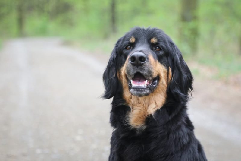 Dog Eye Stye Symptoms and Treatment Options Great Pet Care