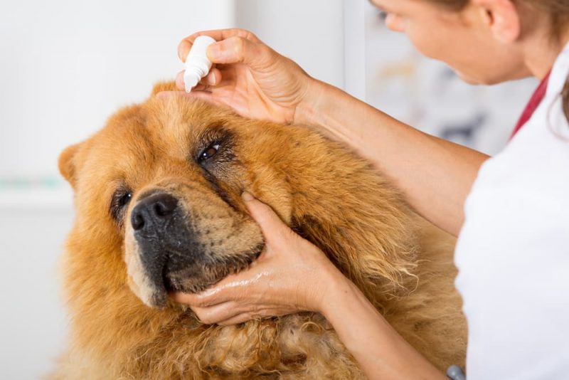 Dog Eye Stye Symptoms and Treatment Options Great Pet Care