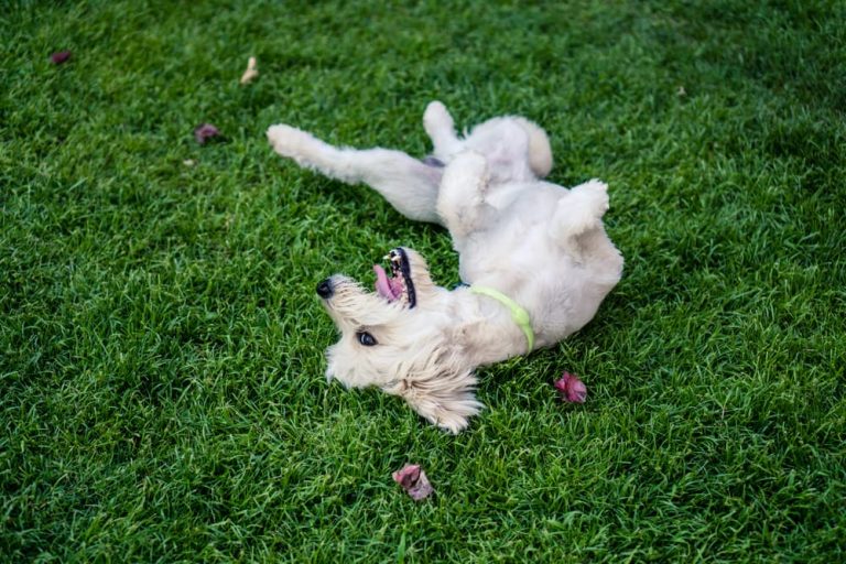 Dog in the middle of rolling over for owner