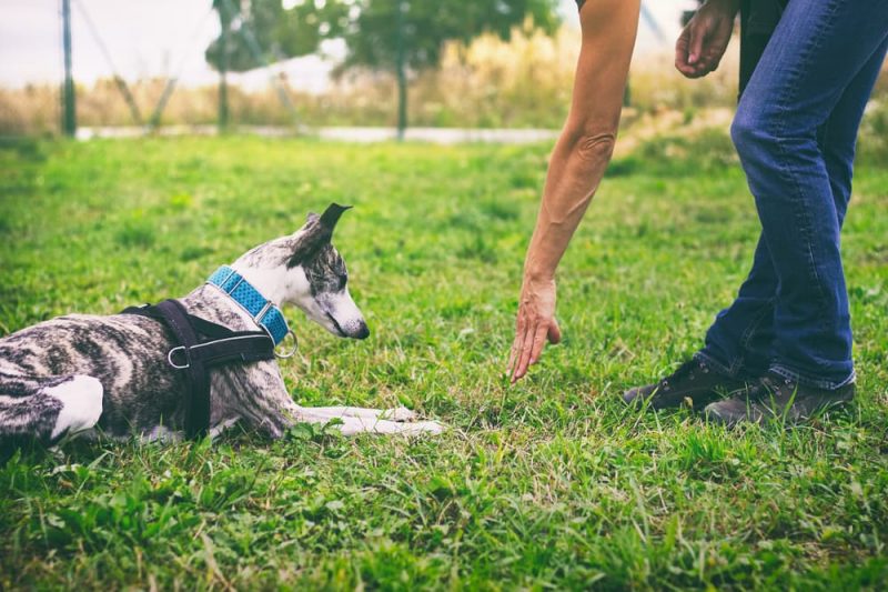 How to Teach a Dog to Roll Over Great Pet Care