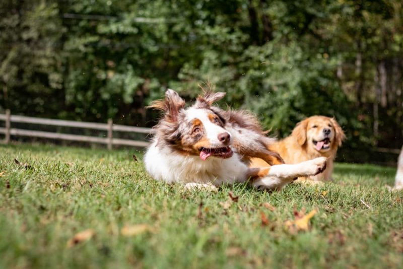 How to Teach a Dog to Roll Over Great Pet Care