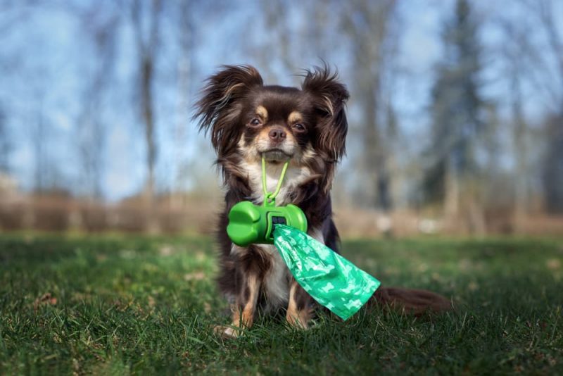 Green Dog Poop Causes and What It Means Great Pet Care
