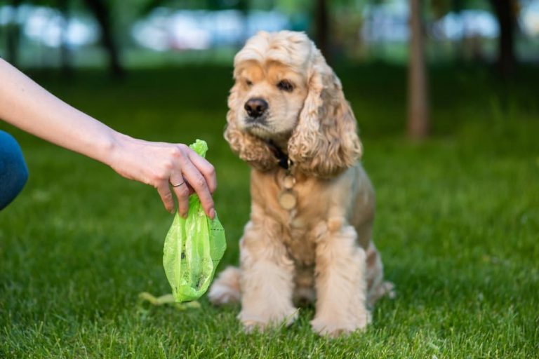 Green Dog Poop Causes and What It Means Great Pet Care