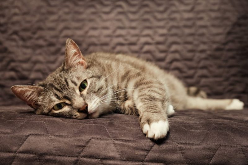 Kidney Stones in Cats Signs, Causes, Treatment Great Pet Care