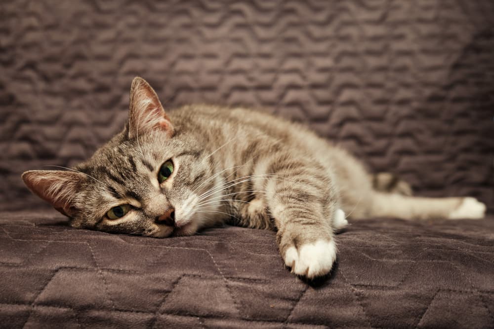 Cat feeling sick and stretched out on couch