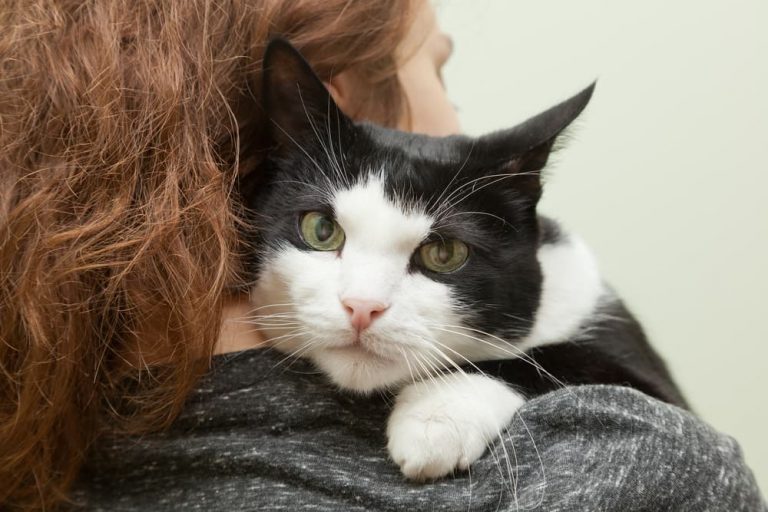 Cat being held by owner feeling sick