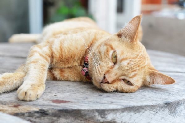 Image showcasing Kidney Stones in Cats: Signs, Causes, Treatment | Great Pet Care