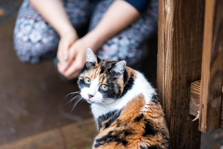 Curated visual reference: Kidney Stones In Cats Signs Causes Treatment Photo Inspiration