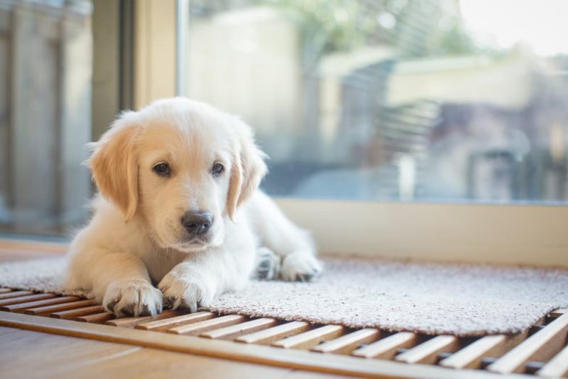 Puppy Not Eating Causes and What to Do Great Pet Care