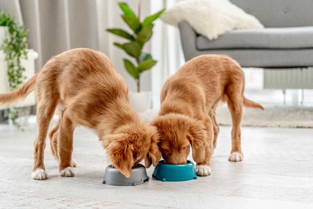 Two puppies eating out of dog bowls