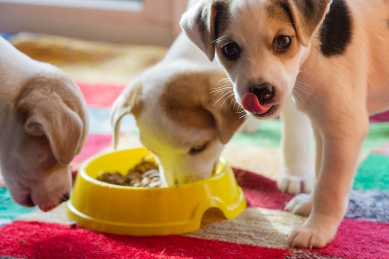 Puppy Not Eating Causes and What to Do Great Pet Care
