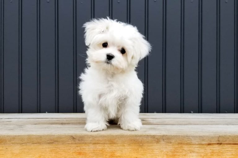 Puppy Not Eating Causes and What to Do Great Pet Care