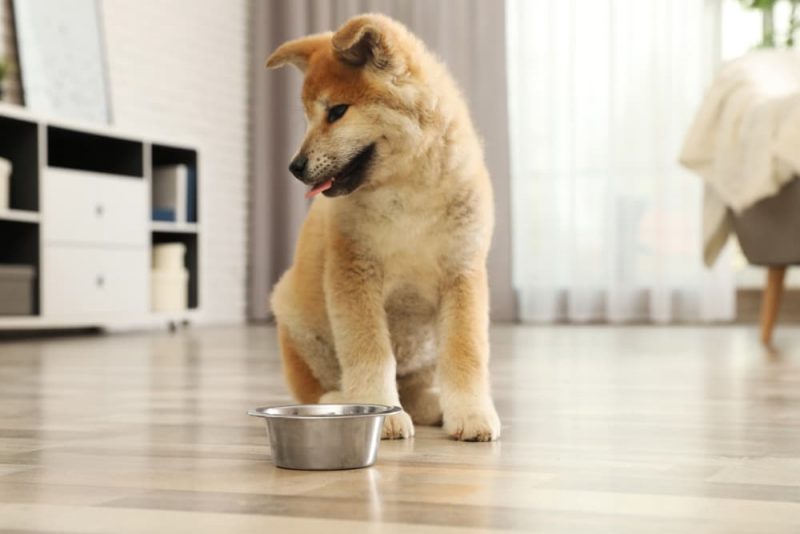 Puppy Not Eating Causes and What to Do Great Pet Care