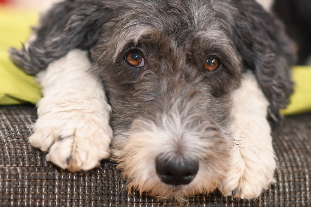 Aussiedoodle lying down