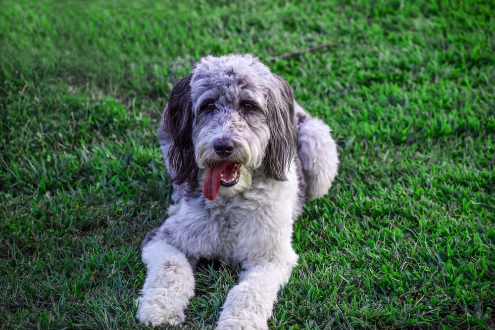 Aussiedoodle on grass