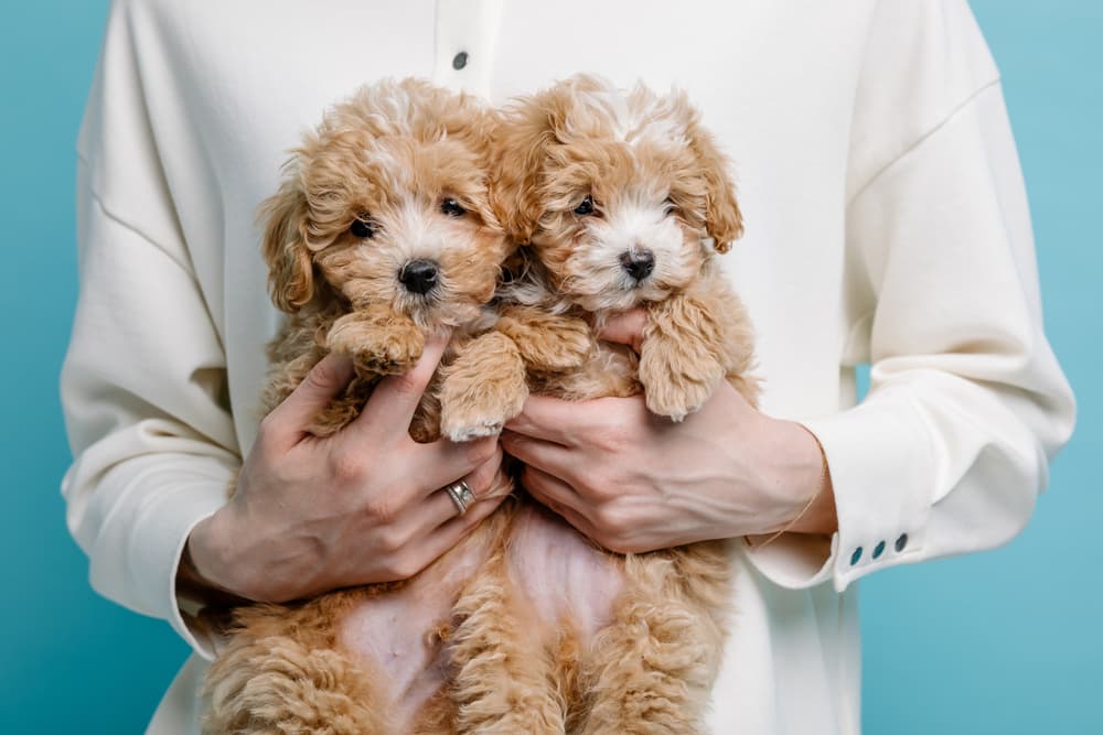 Pair of Maltipoo puppies being held by their owner