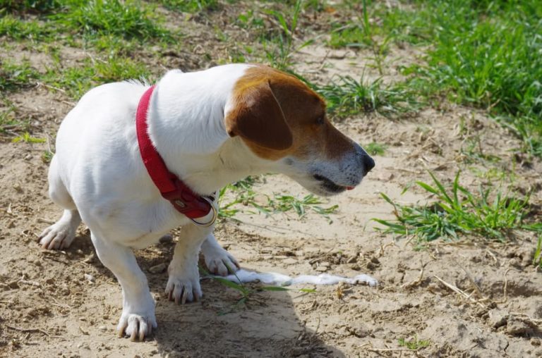 Dog Vomiting White Foam Causes and Treatment Great Pet Care