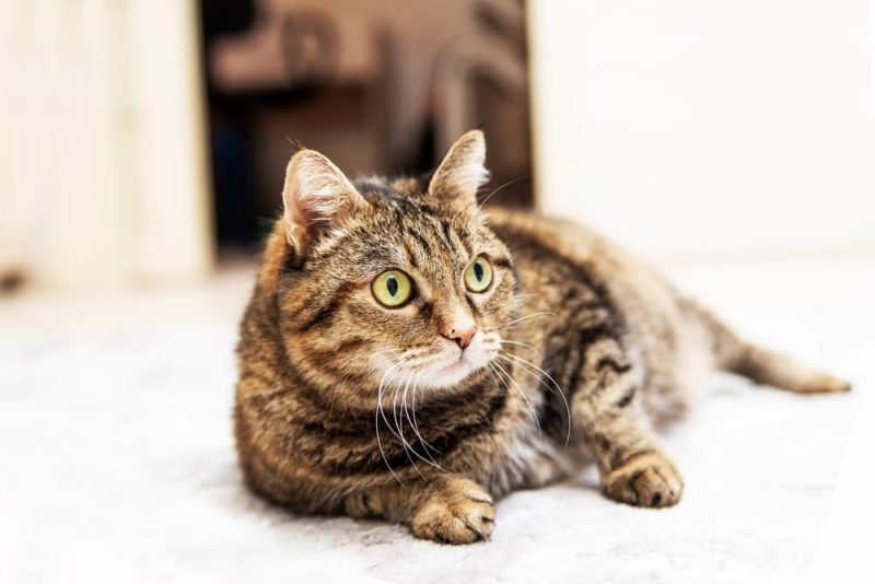 Cat Scooting Why It Happens and How to Stop It Great Pet Care