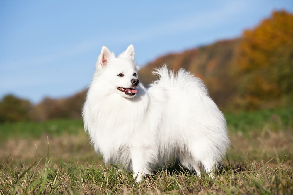 Beautiful German Spitz Dog