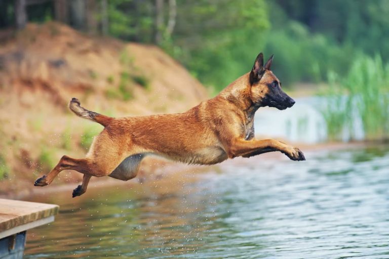 Belgian Malinois Info Personality, Facts and More Great Pet Care