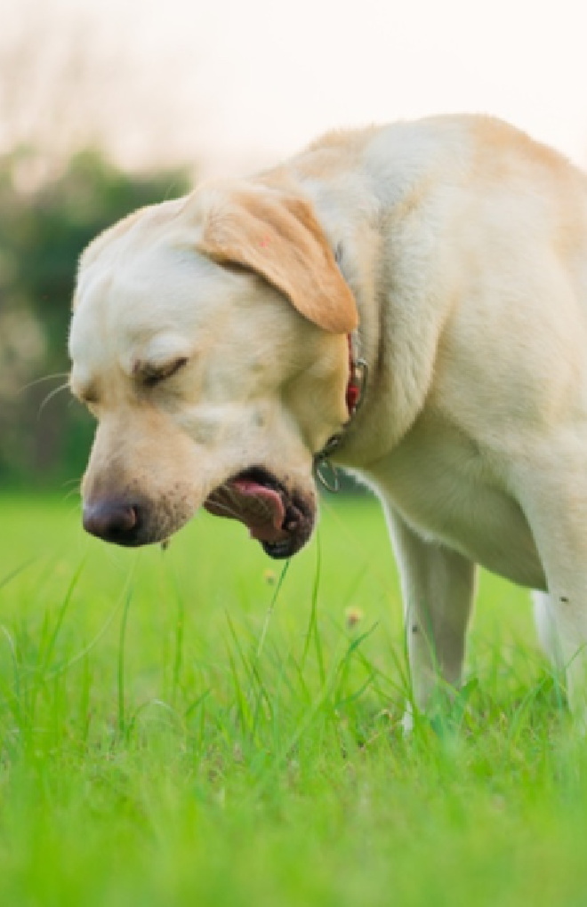 Coughing Cat 11 Common Causes (and How to Help) Great Pet Care