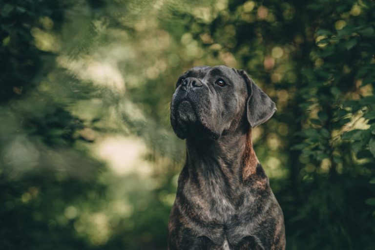 14 of the Most Popular Brindle Dog Breeds Great Pet Care
