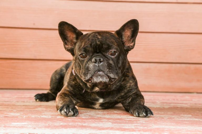14 of the Most Popular Brindle Dog Breeds Great Pet Care