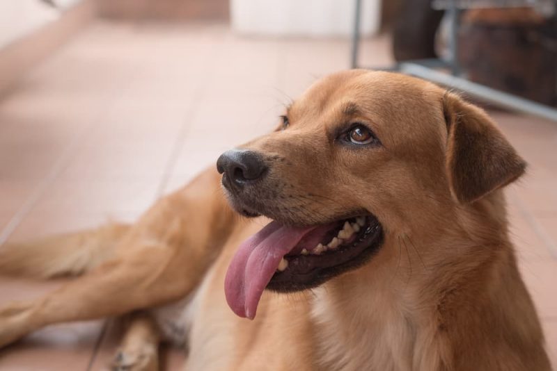 Can Dogs Eat Tofu? Great Pet Care