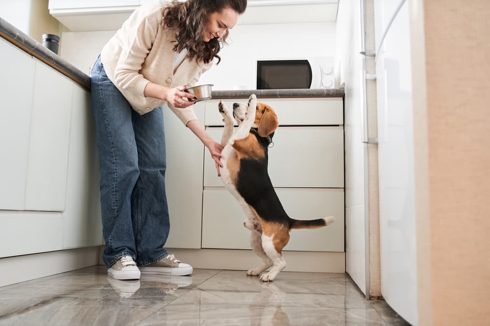 Dog being fed food from bowl