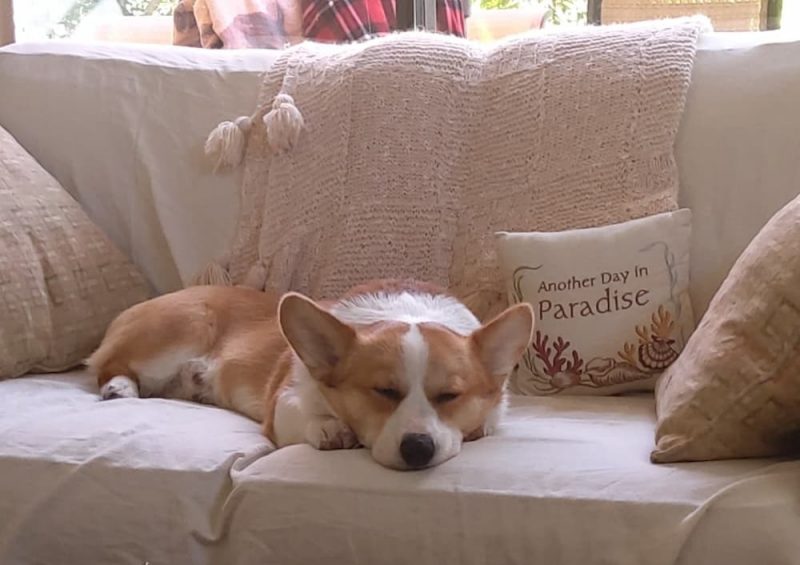 Here Are 40 Mixes to Pick Your Breed Great Pet Care