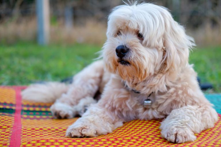 how do you make leave in conditioner for dogs